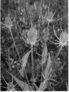 Thistle BW * Thistle